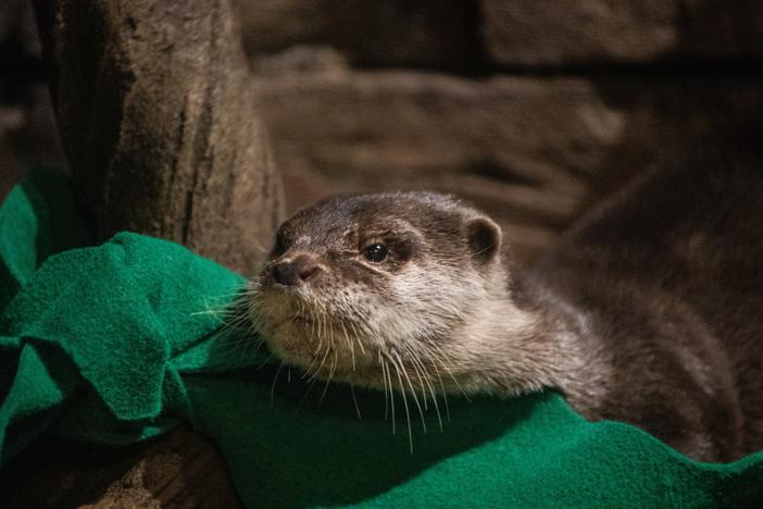 Otters test positive for COVID-19 at Georgia Aquarium on Sunday, April 18, 2021.