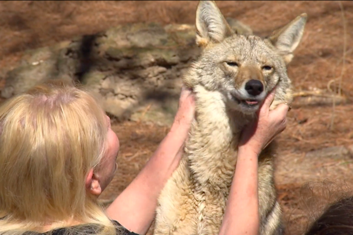 Sharon and a coyote.