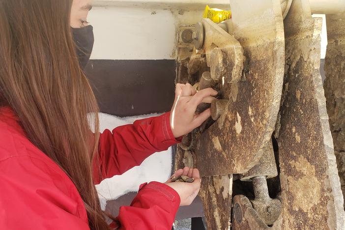 a woman cleans zebra mussels off a boat