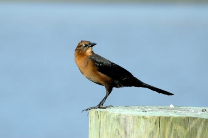 Brown Thrasher