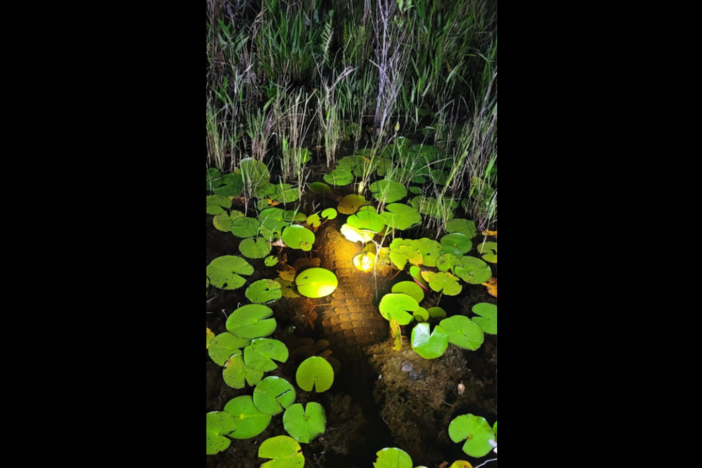 Alligator submerged in water