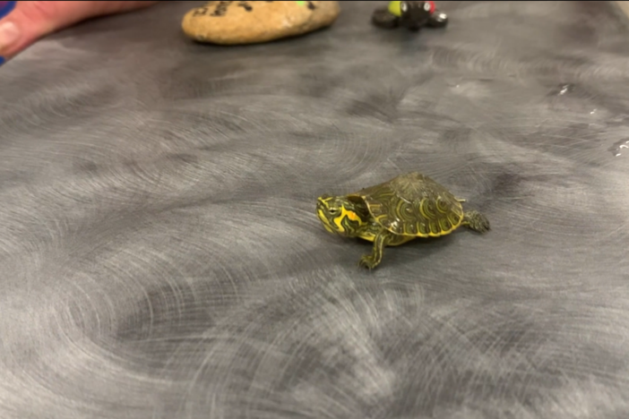 pet turtle 