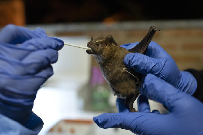 Gloved hands hold a bat and use a swab in its mouth