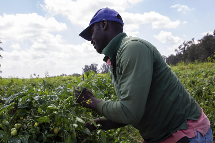 a farm worker harvests tomatoes