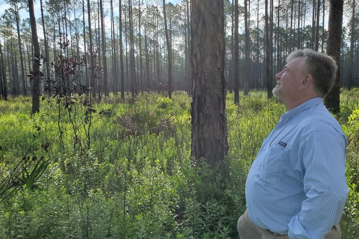 a man gazes out at a pine forest on a sunny day