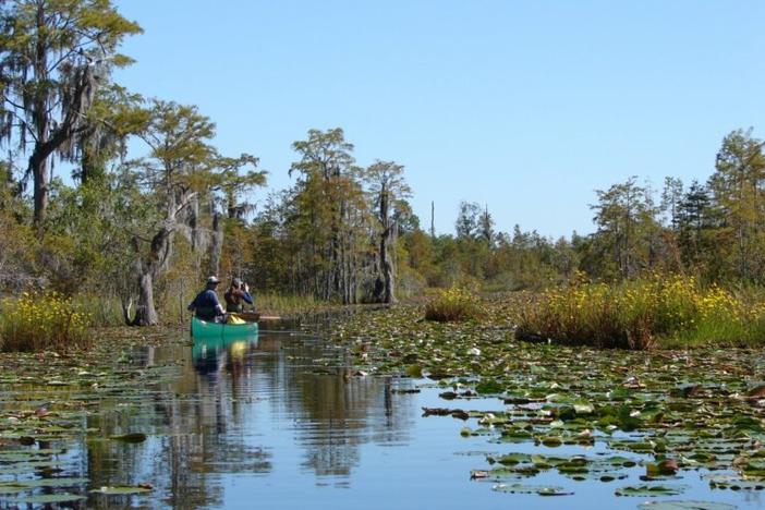 Okefonokee swamp