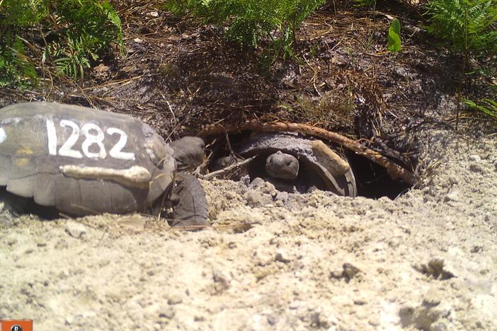 Gopher tortoises in Georgia