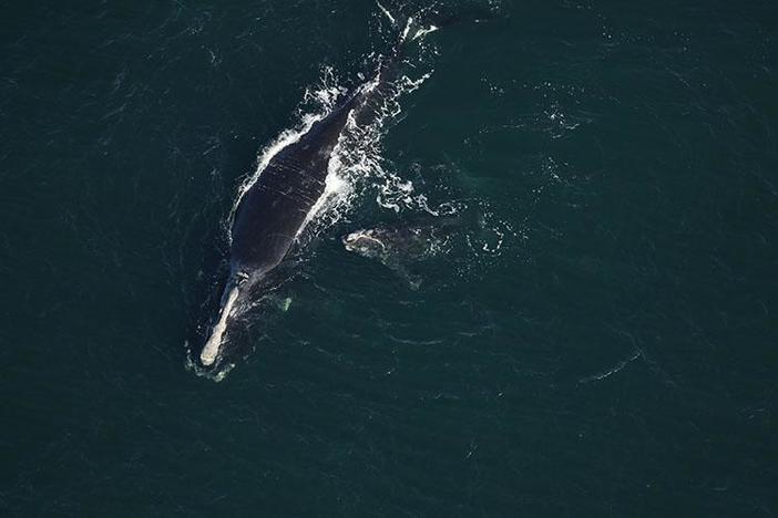a right whale mother and calf