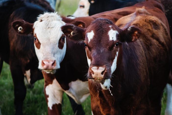 Cows in field