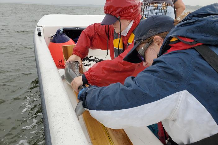 two women on a boat in rain gear hold a small shark on a board to measure it