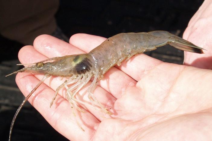 Shrimp with black gill disease