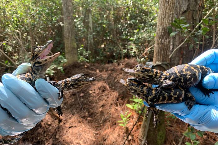 The team at Coastal Ecology Lab collects tissue samplings of the hatchlings.