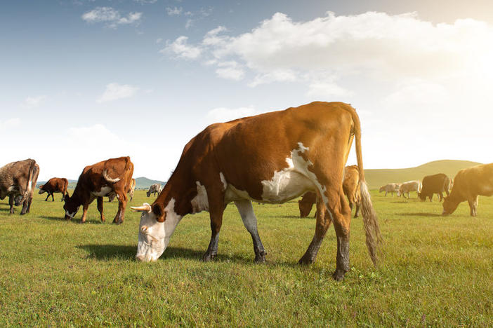 Cows in field