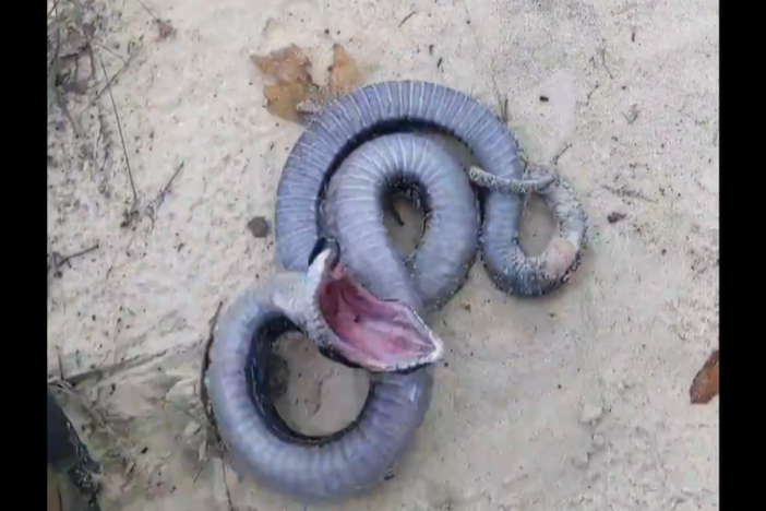 Hognose snake playing dead in a field