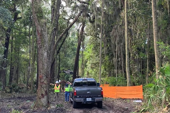 Trees being removed near Frederica Road