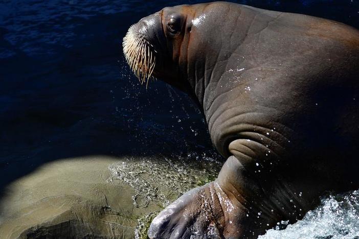 A walrus pictured at the Pairi Daiza animal park in Brugelette, Belgium.