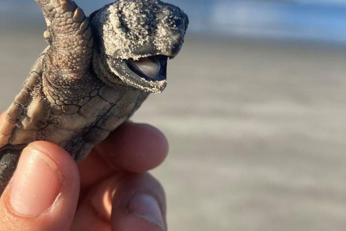 Loggerhead hatchling