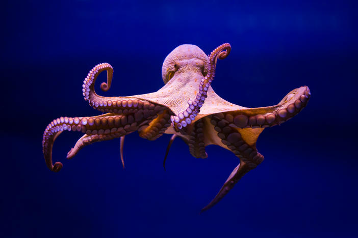 The common octopus (Octopus vulgaris).