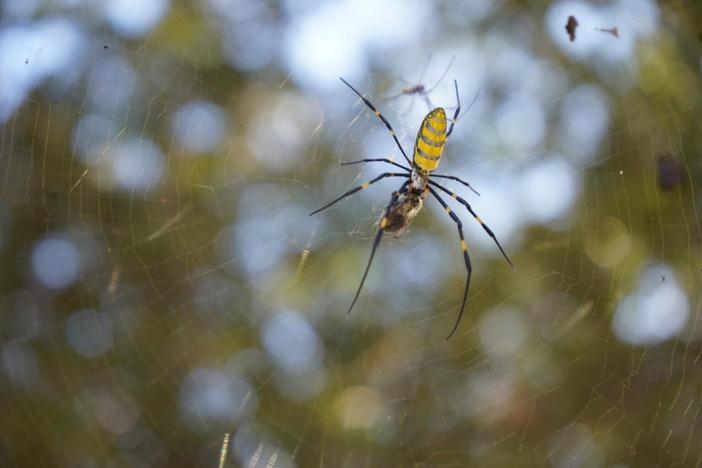 Joro Spider