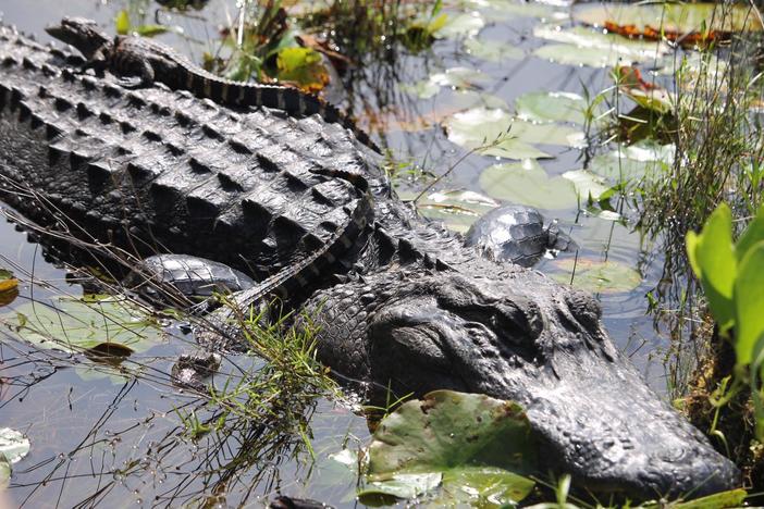 Alligator in swamp