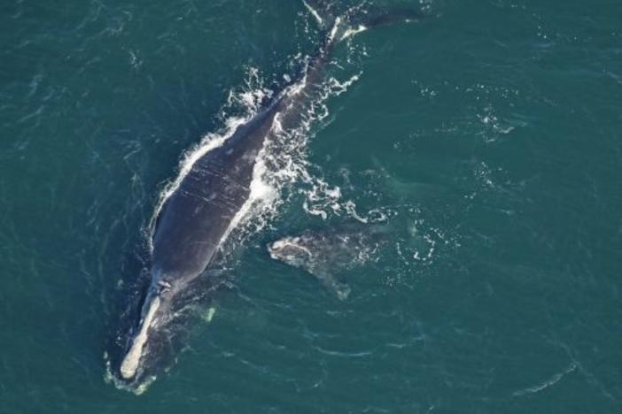 Right Whale calf with its mother 