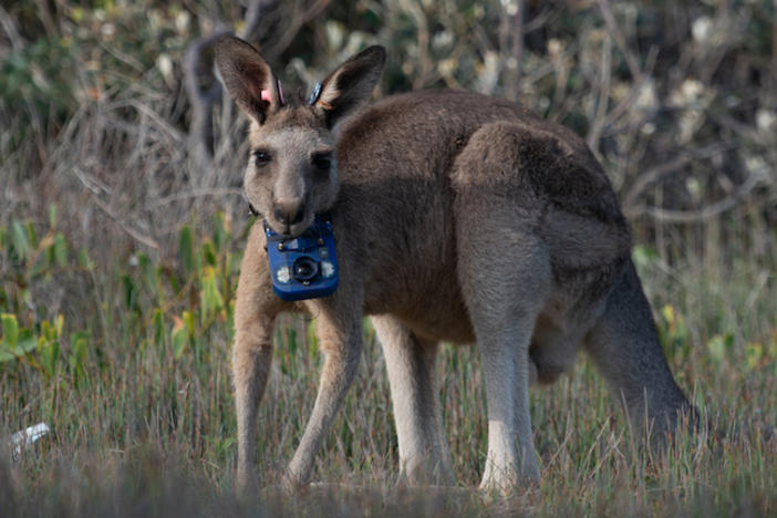 A kangaroo with a camera.