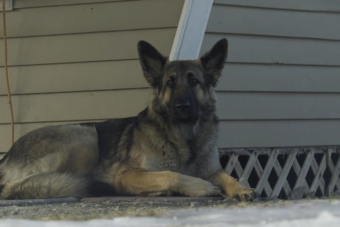 A 1-year-old Shiloh shepherd named Tinsley led police to the scene of her injured owner