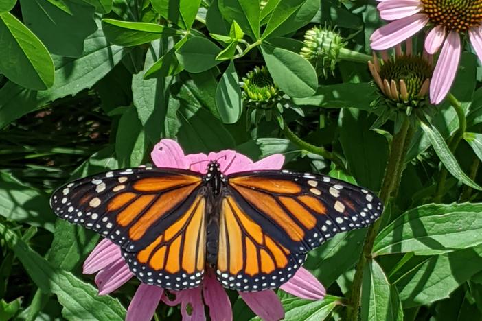 monarch butterfly