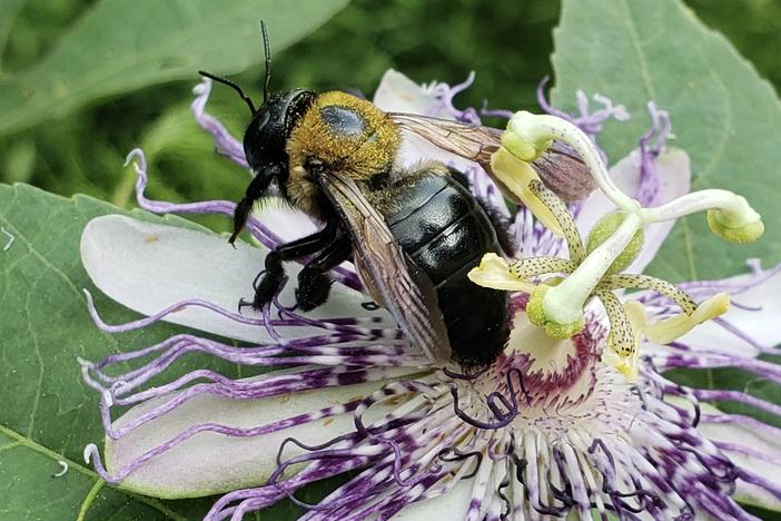 Carpenter bee
