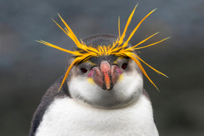 A royal penguin.