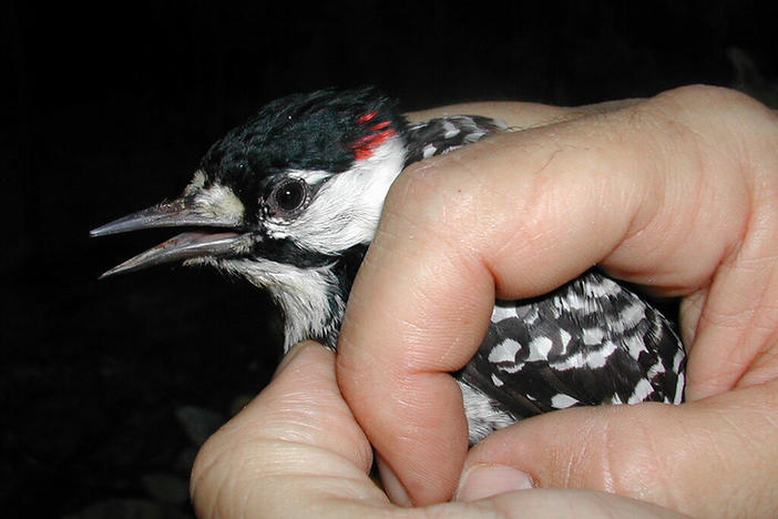 A red-cockaded woodpecker is being securely held in a person's right hand.