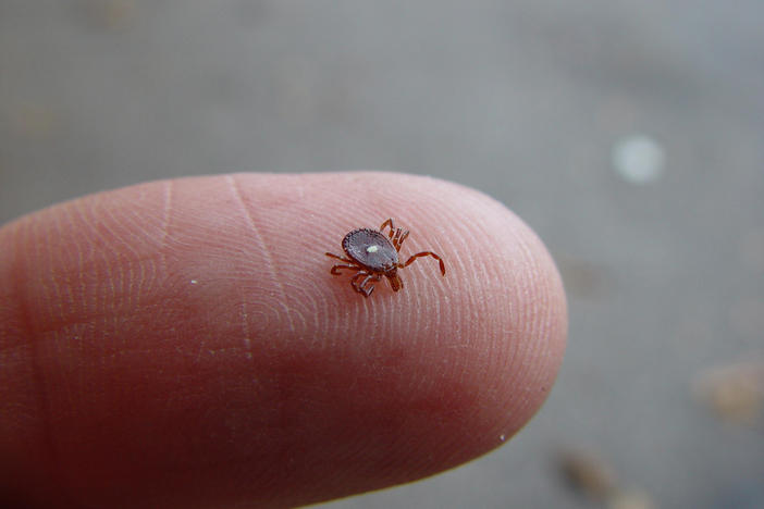 Lone Star Tick