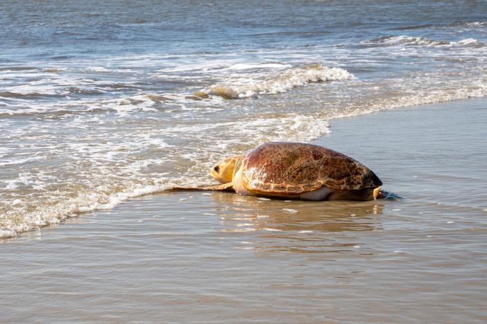 Two adult female loggerhead turtles were released into the surf Friday on the beach at Jekyll Island.