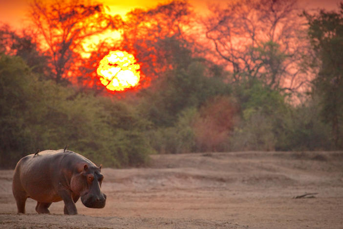 A hippo.