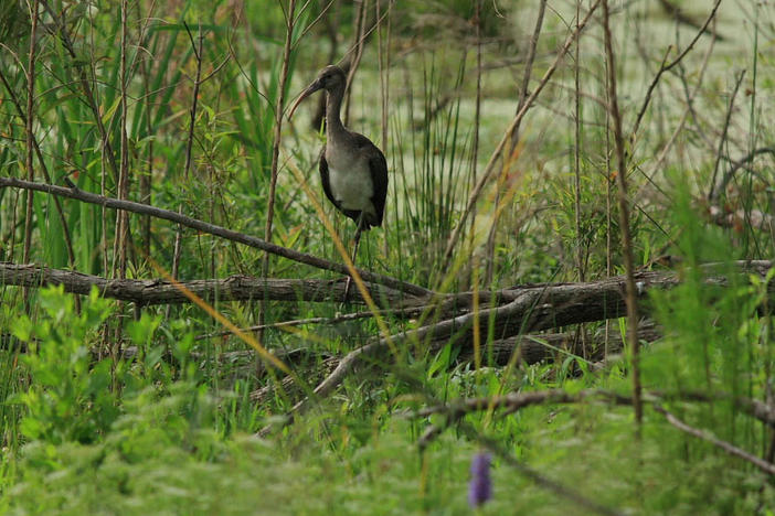 Harris Neck National Wildlife Refuge