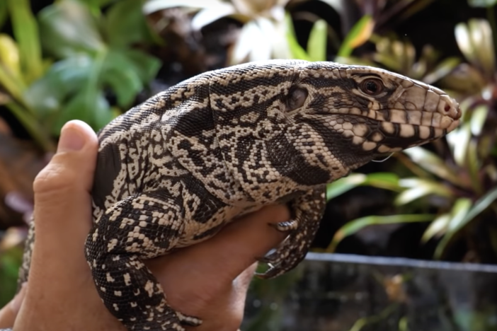 The Georgia DNR is working to assess and eradicate a wild population of Argentine black and white tegus in Toombs and Tattnall counties in southeast Georgia.
