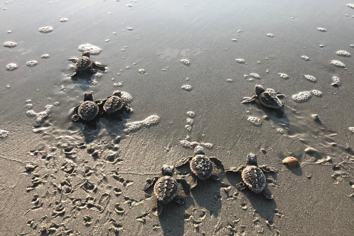 Baby Sea Turtles