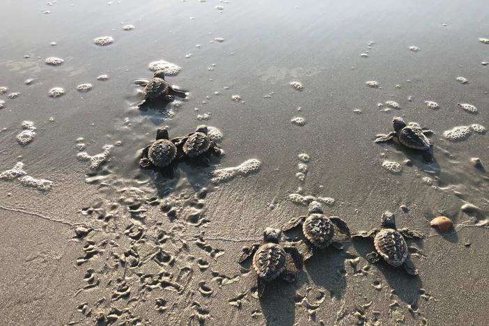 A nest of baby sea turtles walks toward the ocean.