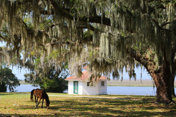 cumberland island