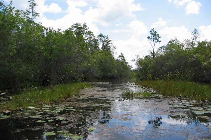 Okefenokee swamp