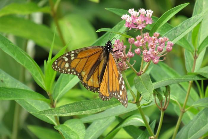 Researchers found Monarch Butterflies populations are doing better than previously thought.