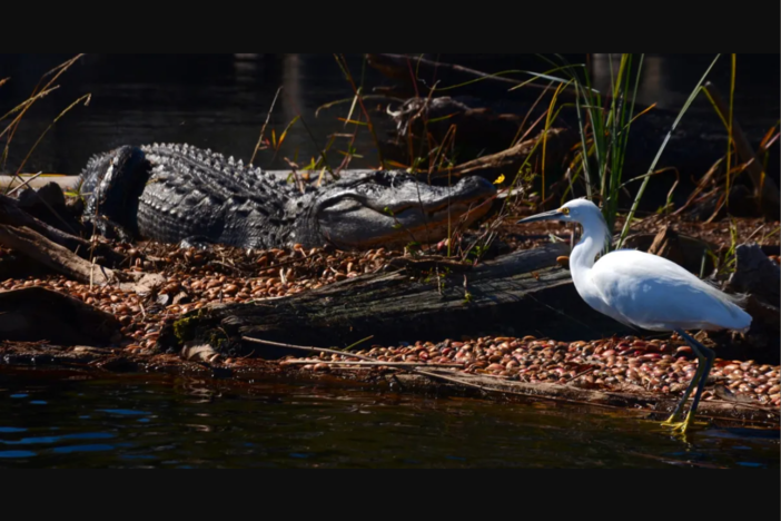With more than 400,000 acres of remote wilderness, the Okefenokee Swamp is among Georgia’s wildest places. It is home to some 200 species of birds and 50 reptiles, including American alligators and snowy egrets. 
