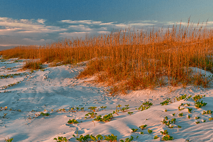 Cumberland Island 