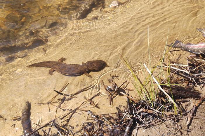 An eastern hellbender in its natural habitat, a cold stream.