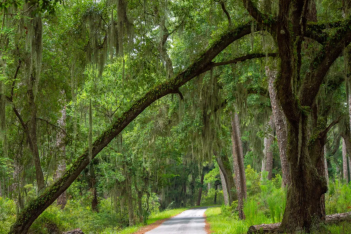 A tree leans over a road on Sapelo Island. 