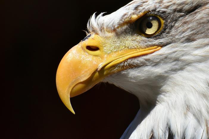 Georgia’s first statewide survey of bald eagle nests in five years showed the national bird nesting in record numbers, according to the Georgia Department of Natural Resources.