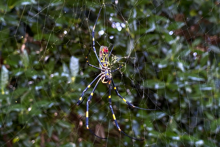 The Joro spider, a large spider native to East Asia, is seen in Johns Creek, Ga., on Sunday, Oct. 24, 2021. Researchers say the large spider that proliferated in Georgia in 2021 could spread to much of the East Coast. (AP Photo/Alex Sanz, File)
