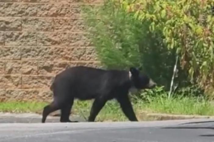 A black bear walks in a street.