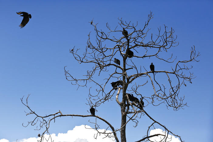 A committee of black vultures line a tree at the Panther Island Mitigation Bank, Thursday, June 7, 2018, near Naples, Fla.