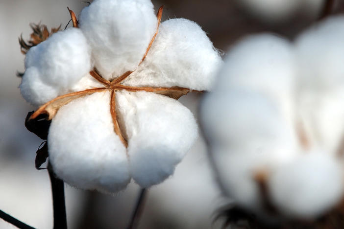 A cotton plant is pictured in this undated photo.